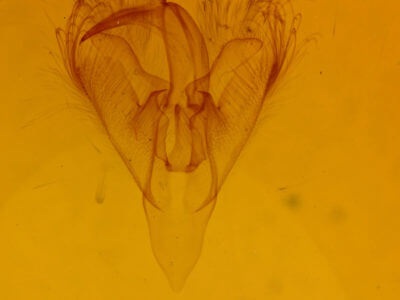 genitalia view of adult Paectes abrostoloides