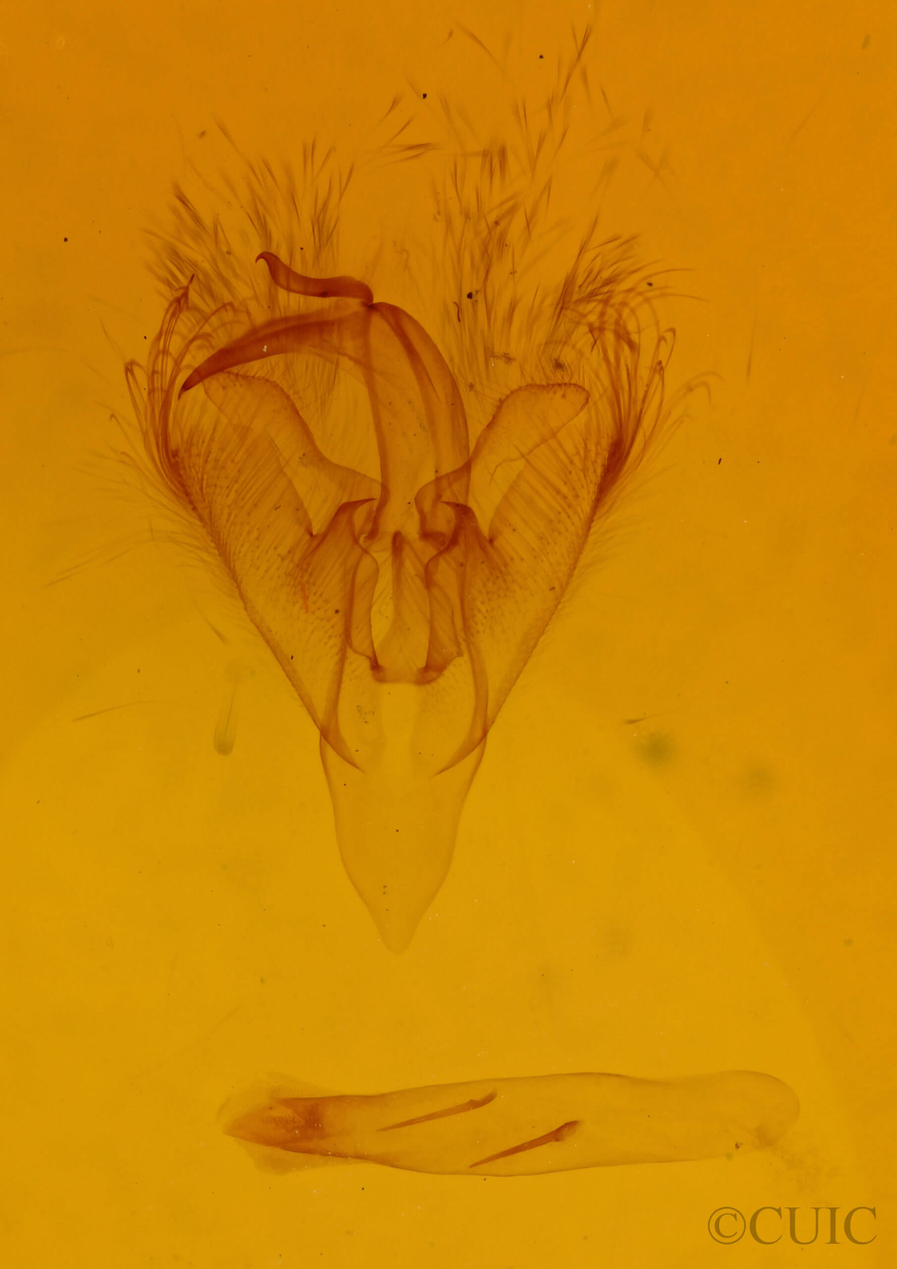 genitalia view of adult Paectes abrostoloides