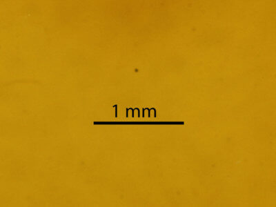 genitalia view of adult Paectes pygmaea