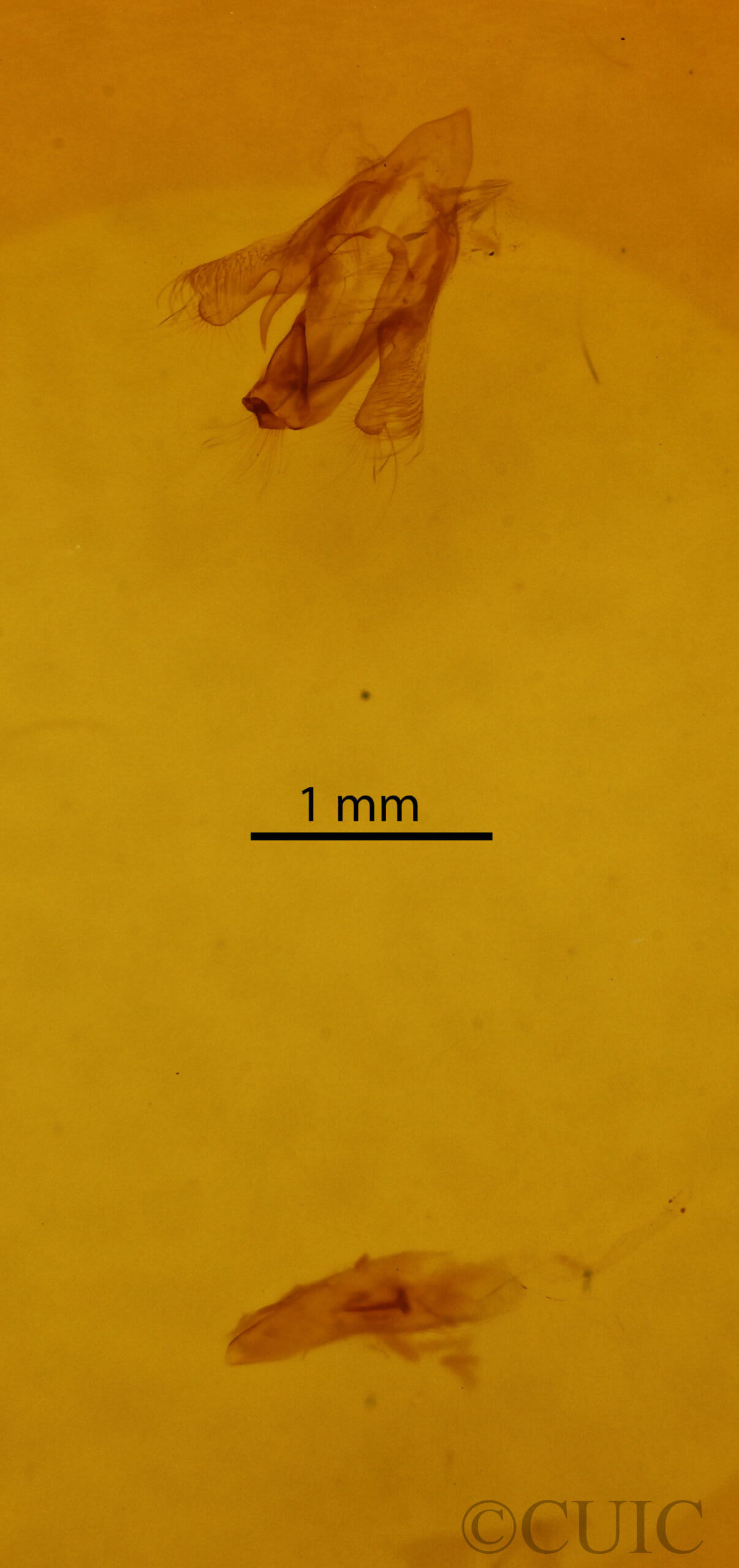 genitalia view of adult Paectes pygmaea