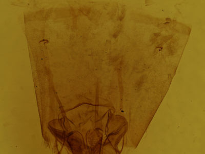 genitalia view of adult Pamea dotta