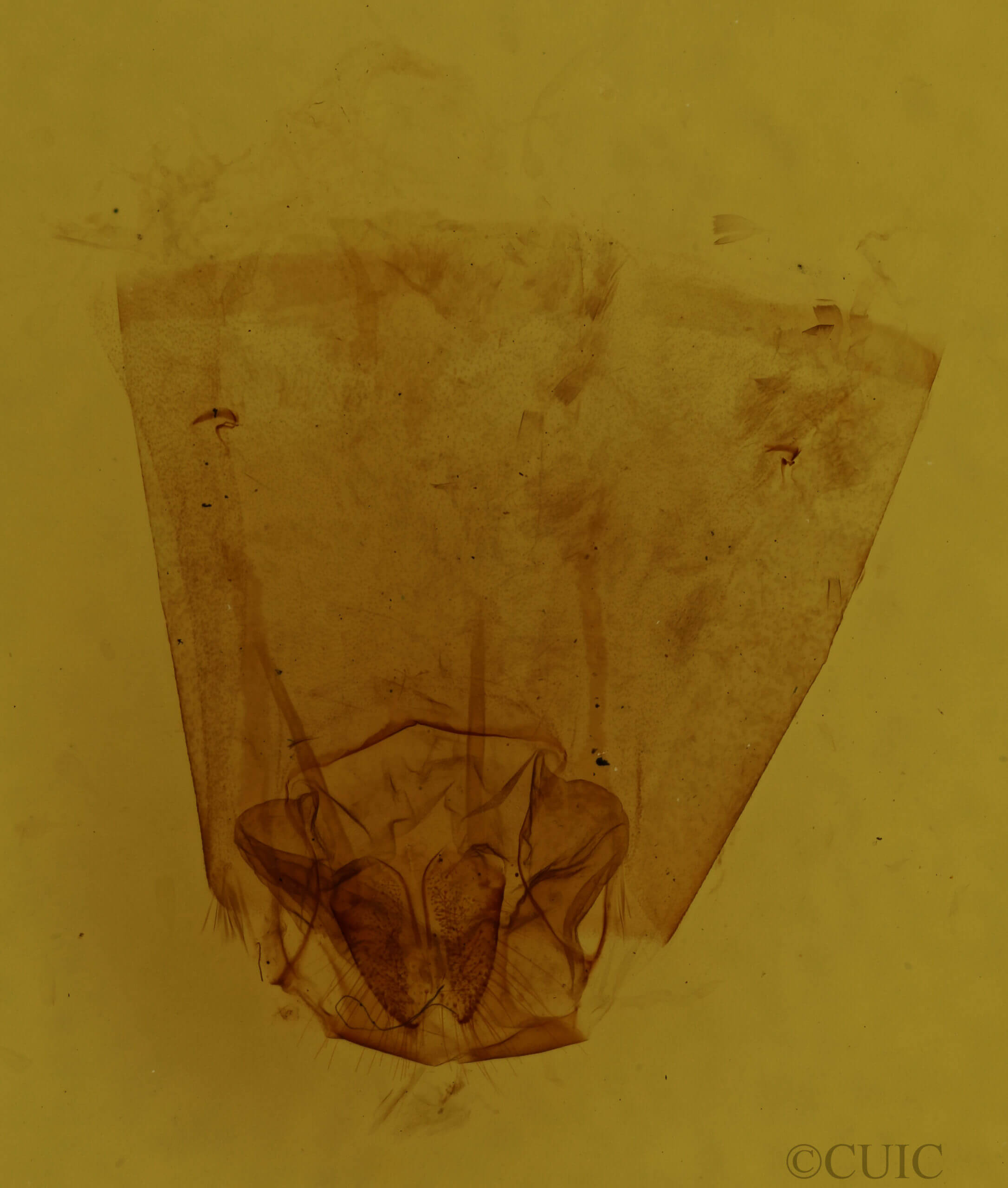 genitalia view of adult Pamea dotta