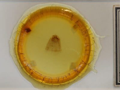 slide view of adult Pamea dotta