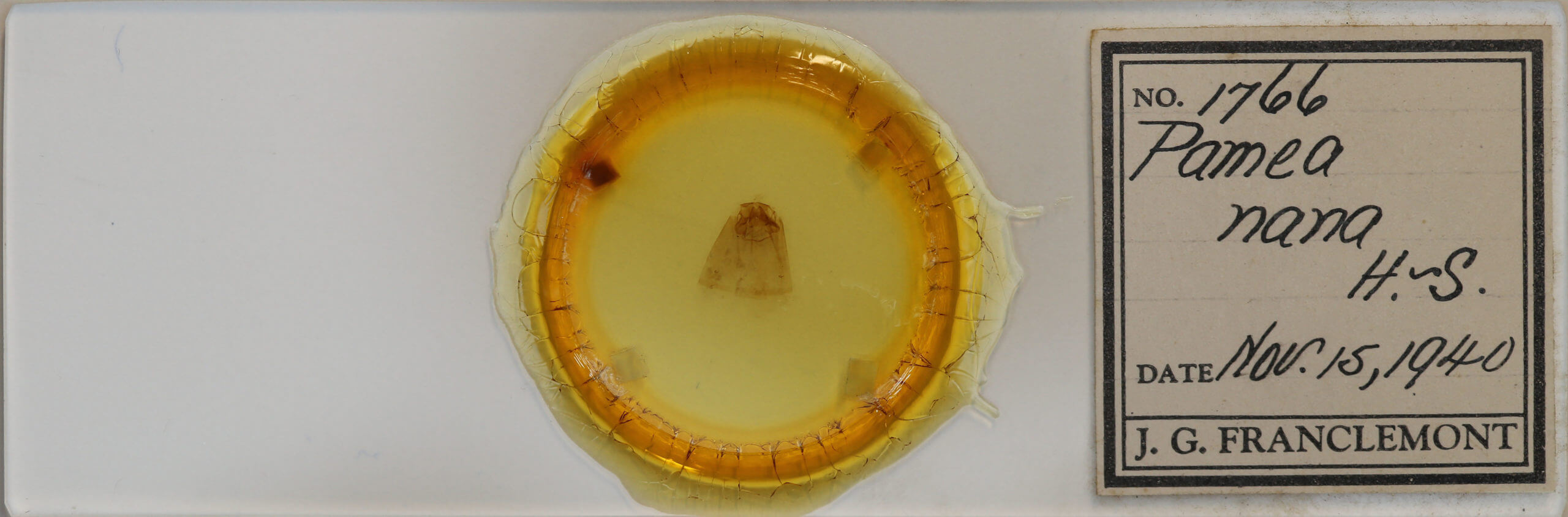 slide view of adult Pamea dotta