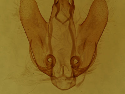 genitalia view of adult Pamea nana
