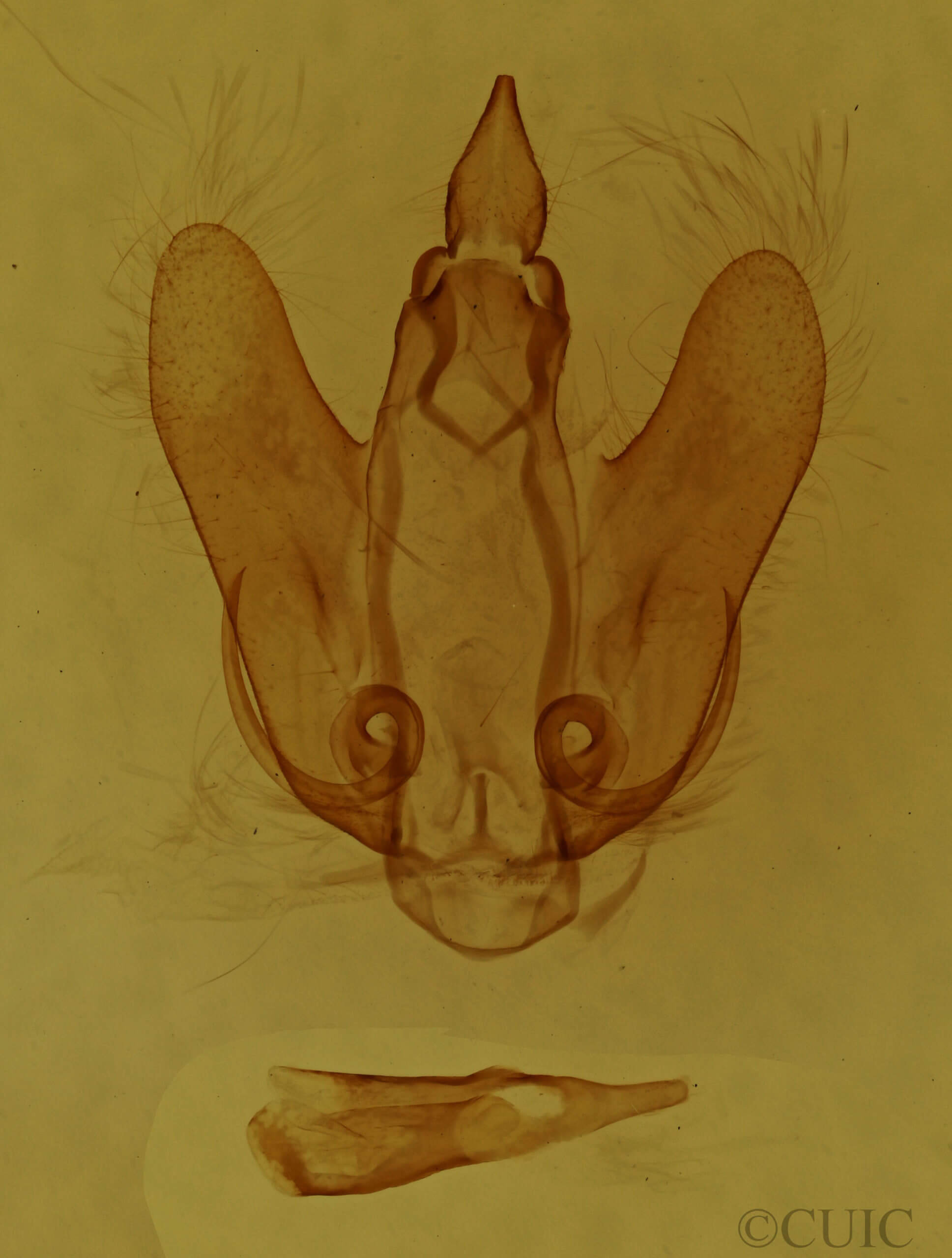 genitalia view of adult Pamea nana