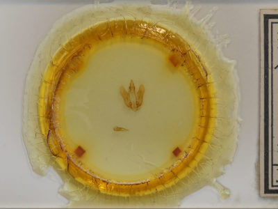 slide view of adult Pamea nana