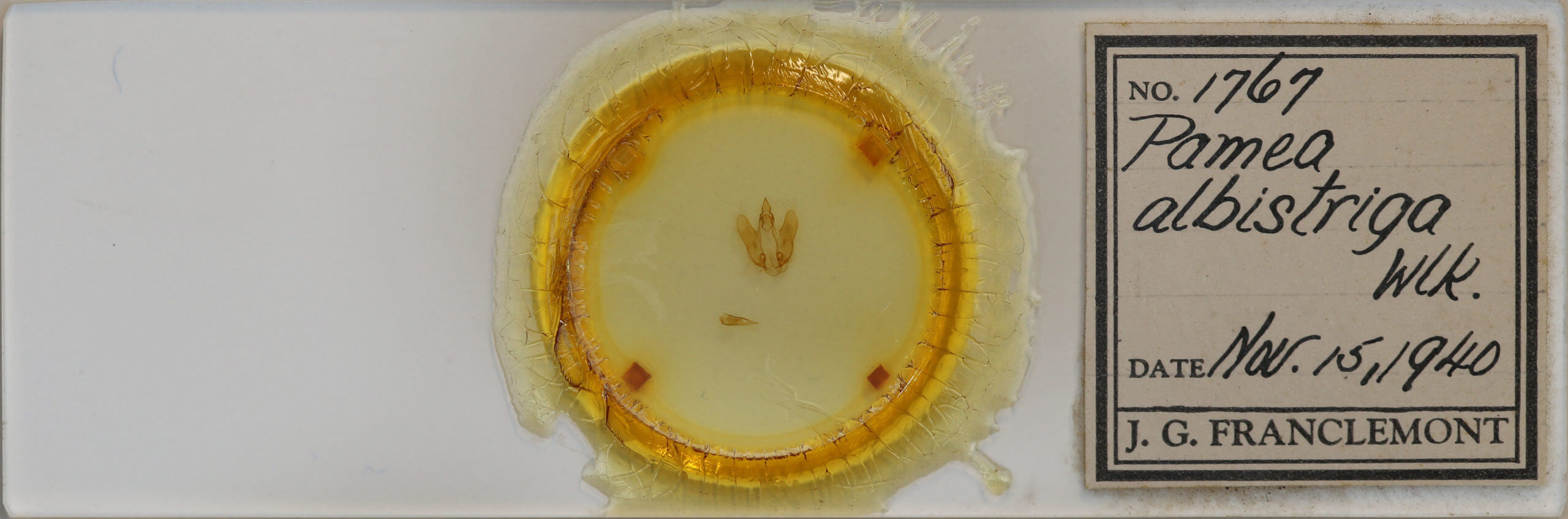 slide view of adult Pamea nana