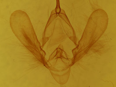 genitalia view of adult Panopoda carneicosta