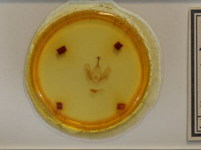 slide view of adult Panopoda carneicosta