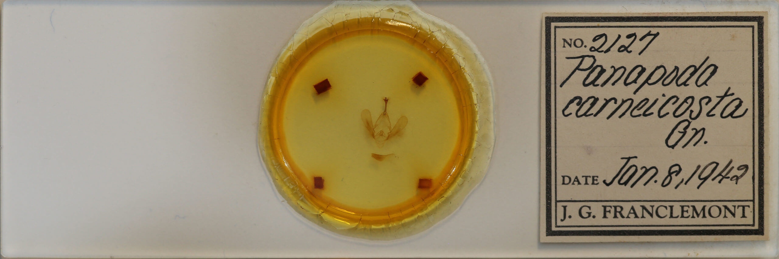 slide view of adult Panopoda carneicosta