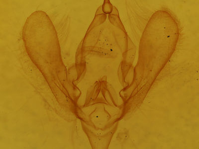 genitalia view of adult Panopoda rufimargo