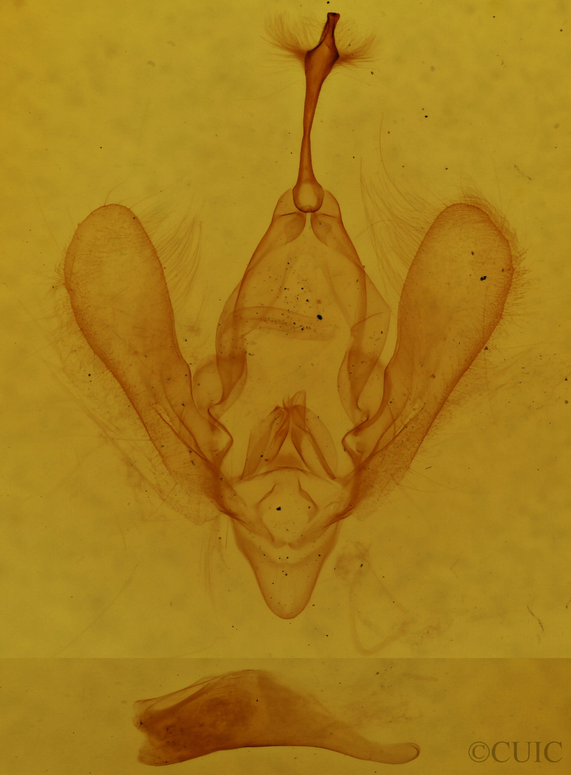 genitalia view of adult Panopoda rufimargo
