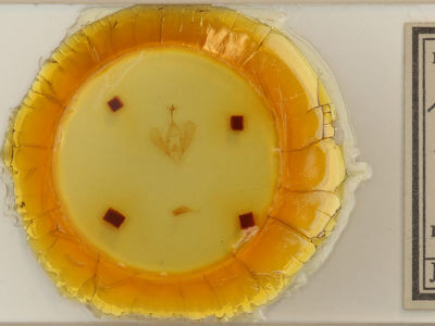 slide view of adult Panopoda rufimargo