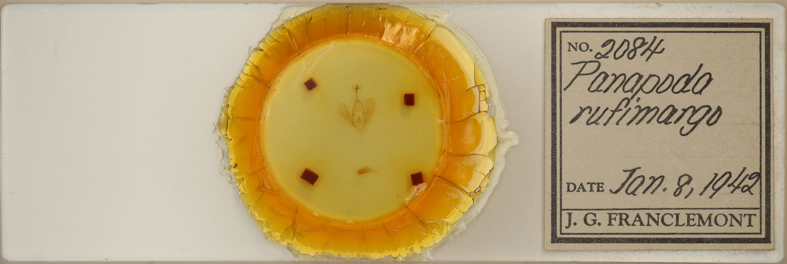 slide view of adult Panopoda rufimargo