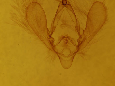 genitalia view of adult Panopoda rufimargo