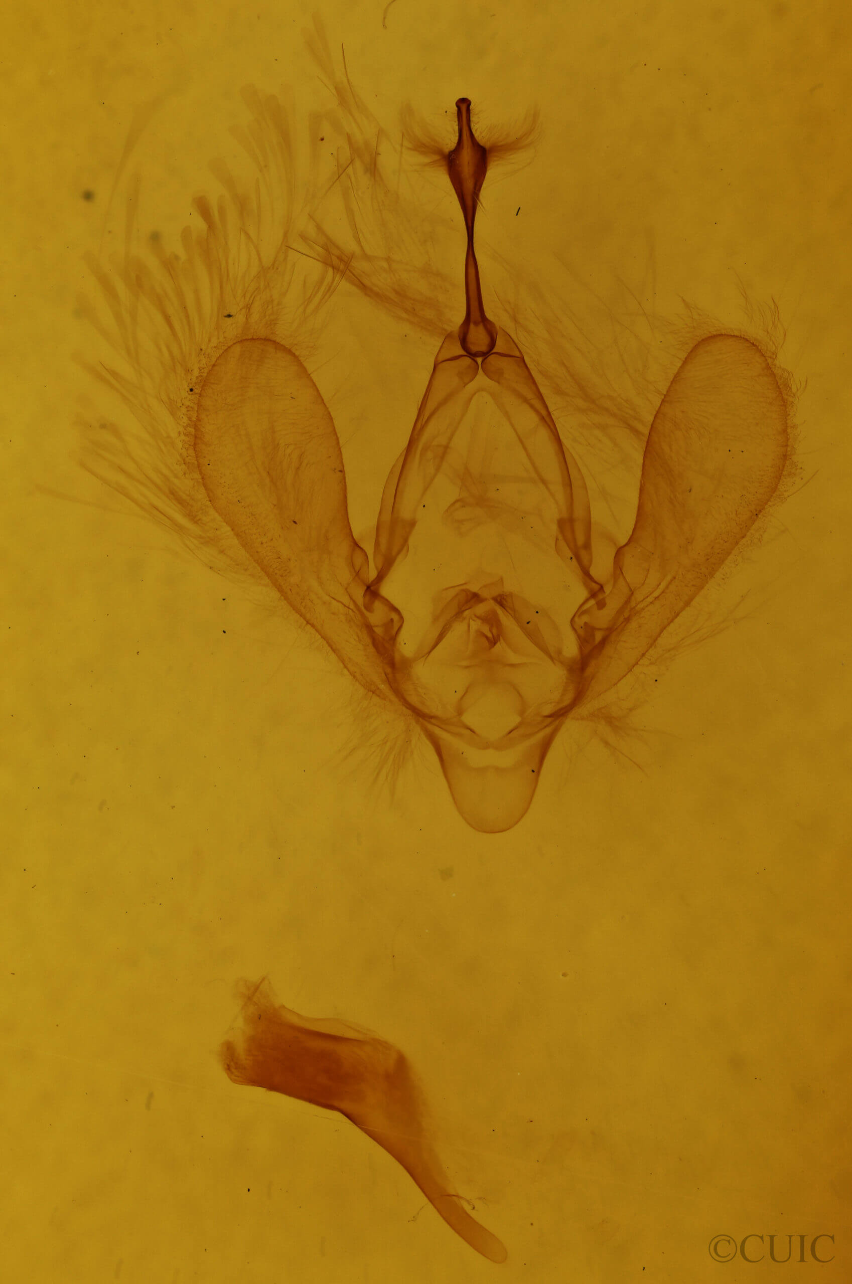 genitalia view of adult Panopoda rufimargo