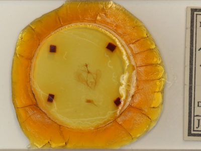 slide view of adult Panopoda rufimargo