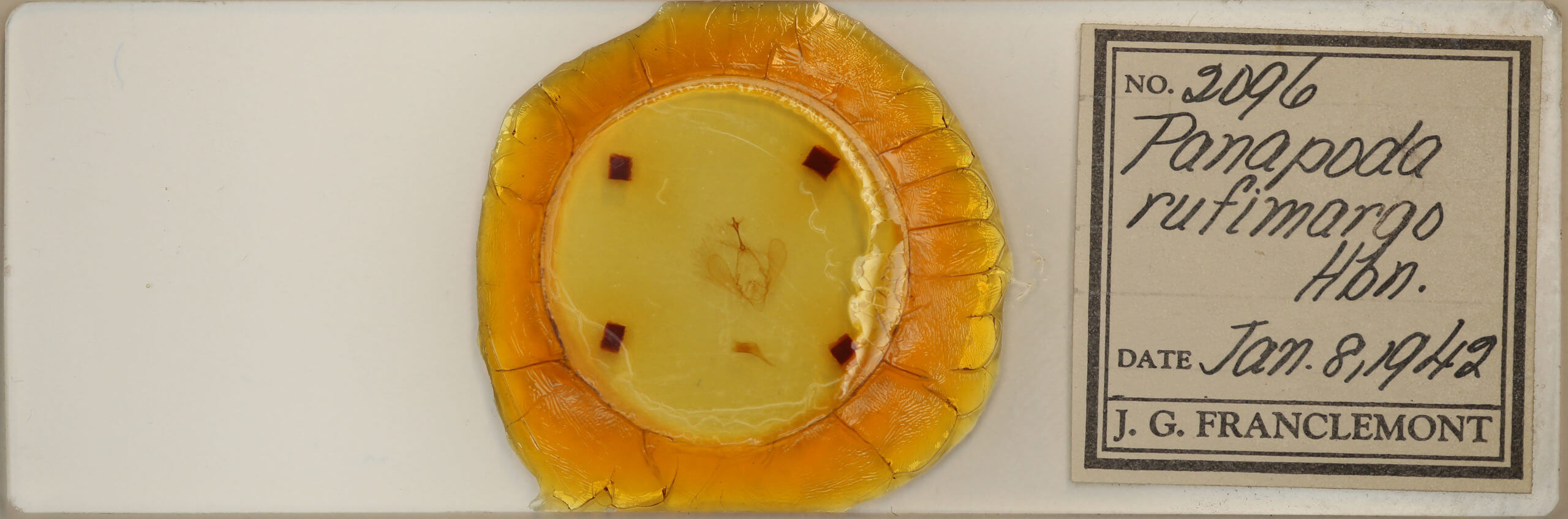 slide view of adult Panopoda rufimargo