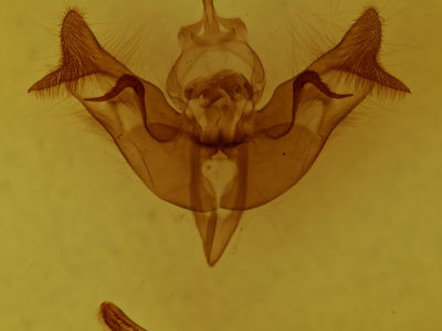 genitalia view of adult Papaipema cataphracta