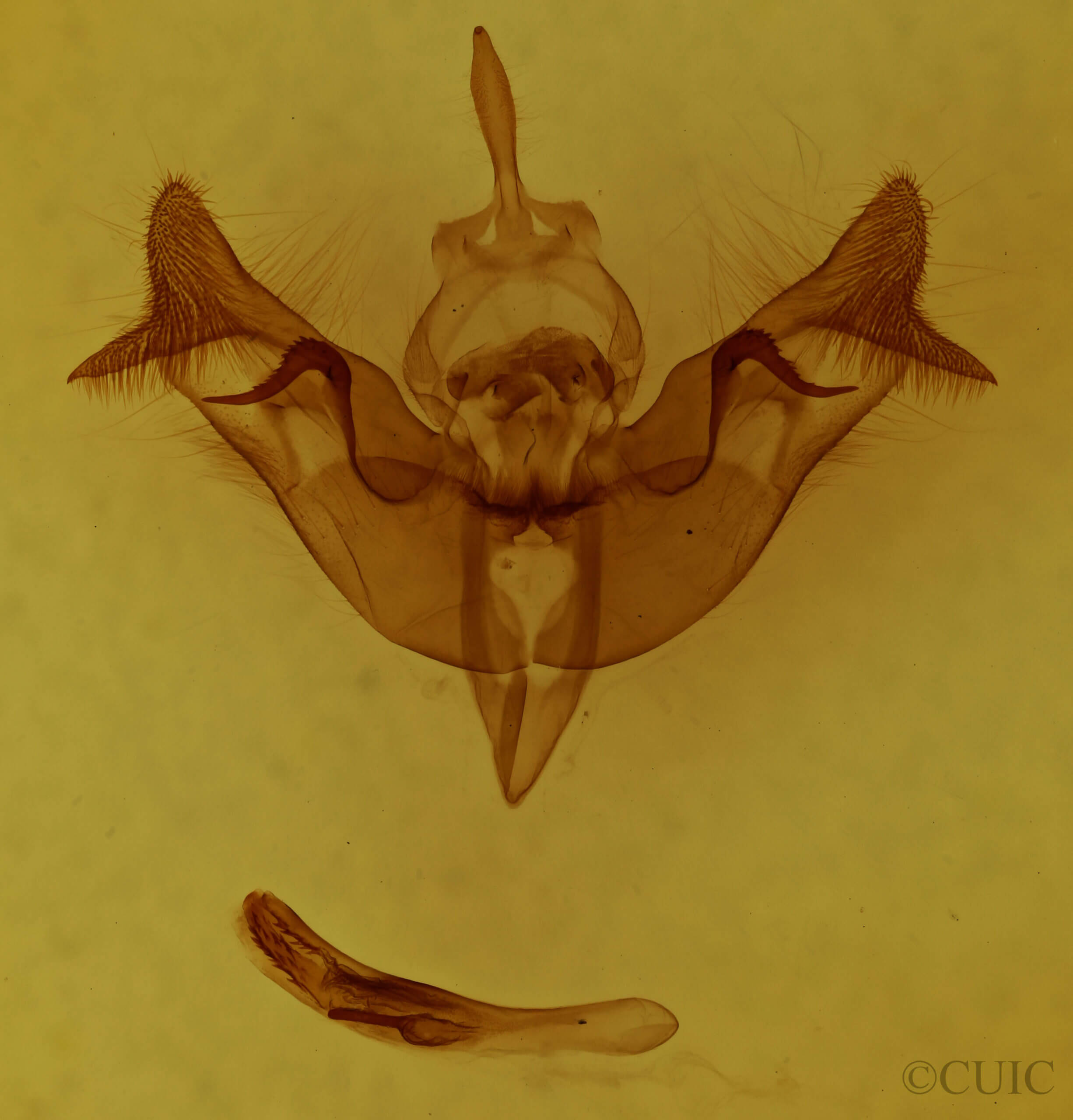genitalia view of adult Papaipema cataphracta