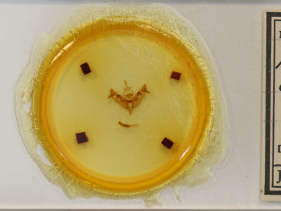 slide view of adult Papaipema cataphracta