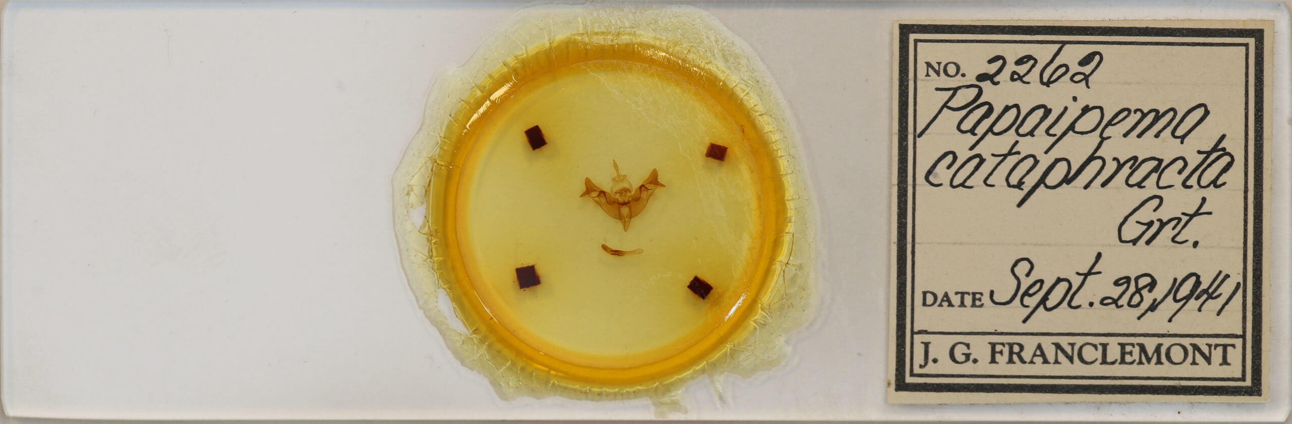 slide view of adult Papaipema cataphracta