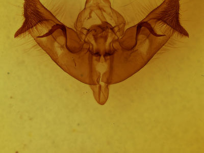 genitalia view of adult Papaipema cataphracta