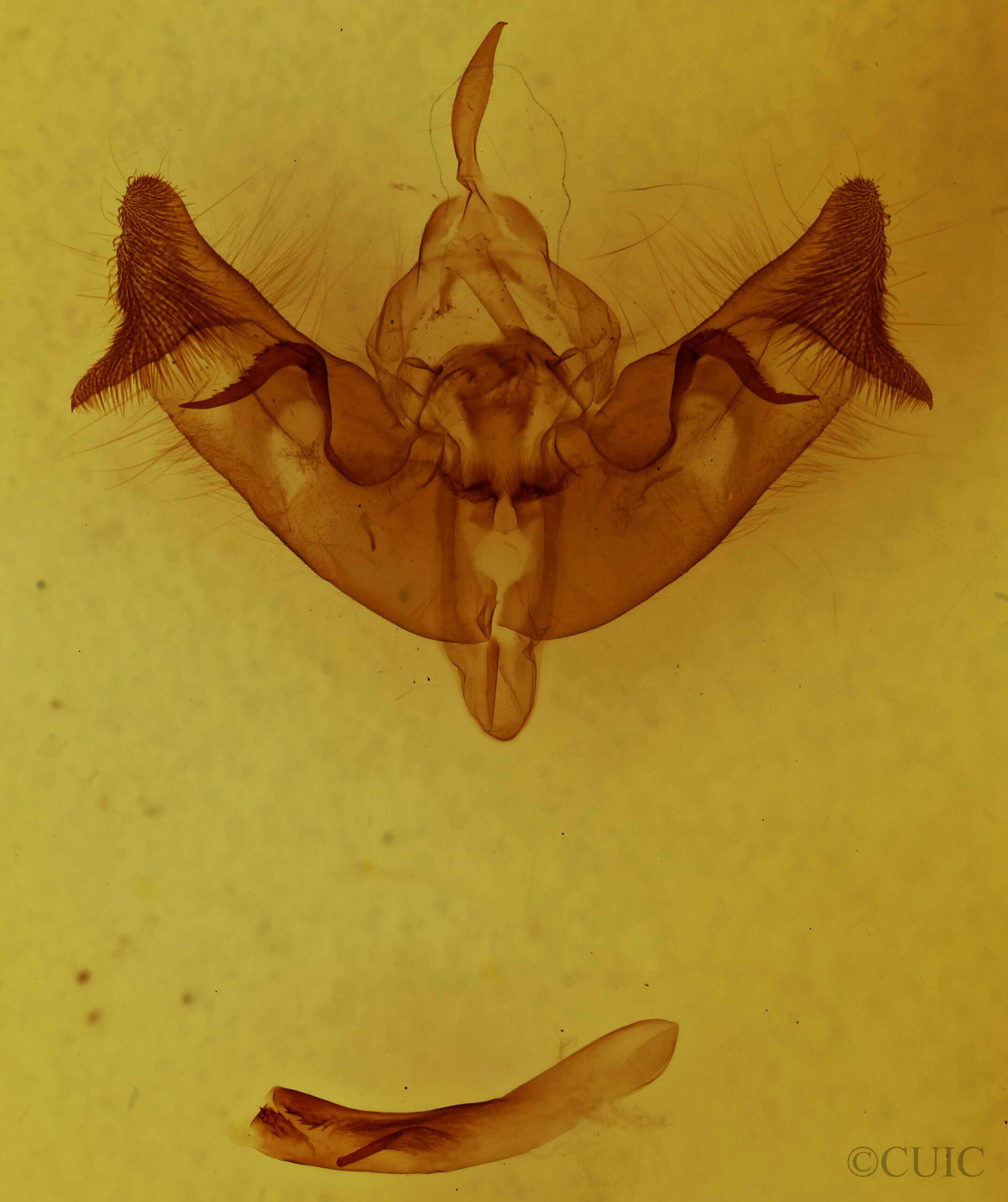 genitalia view of adult Papaipema cataphracta
