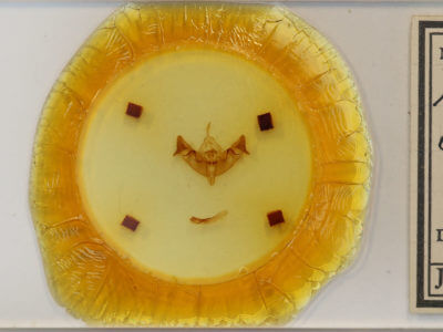 slide view of adult Papaipema cataphracta