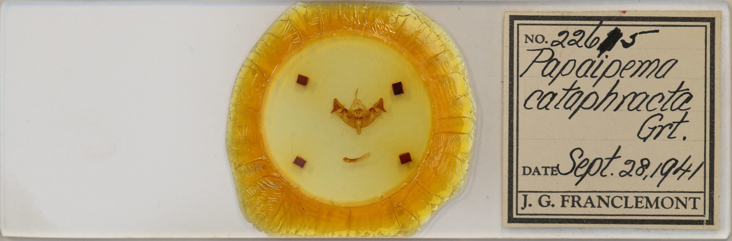 slide view of adult Papaipema cataphracta