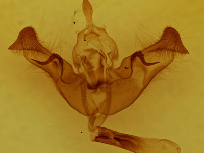 genitalia view of adult Papaipema eupatorii