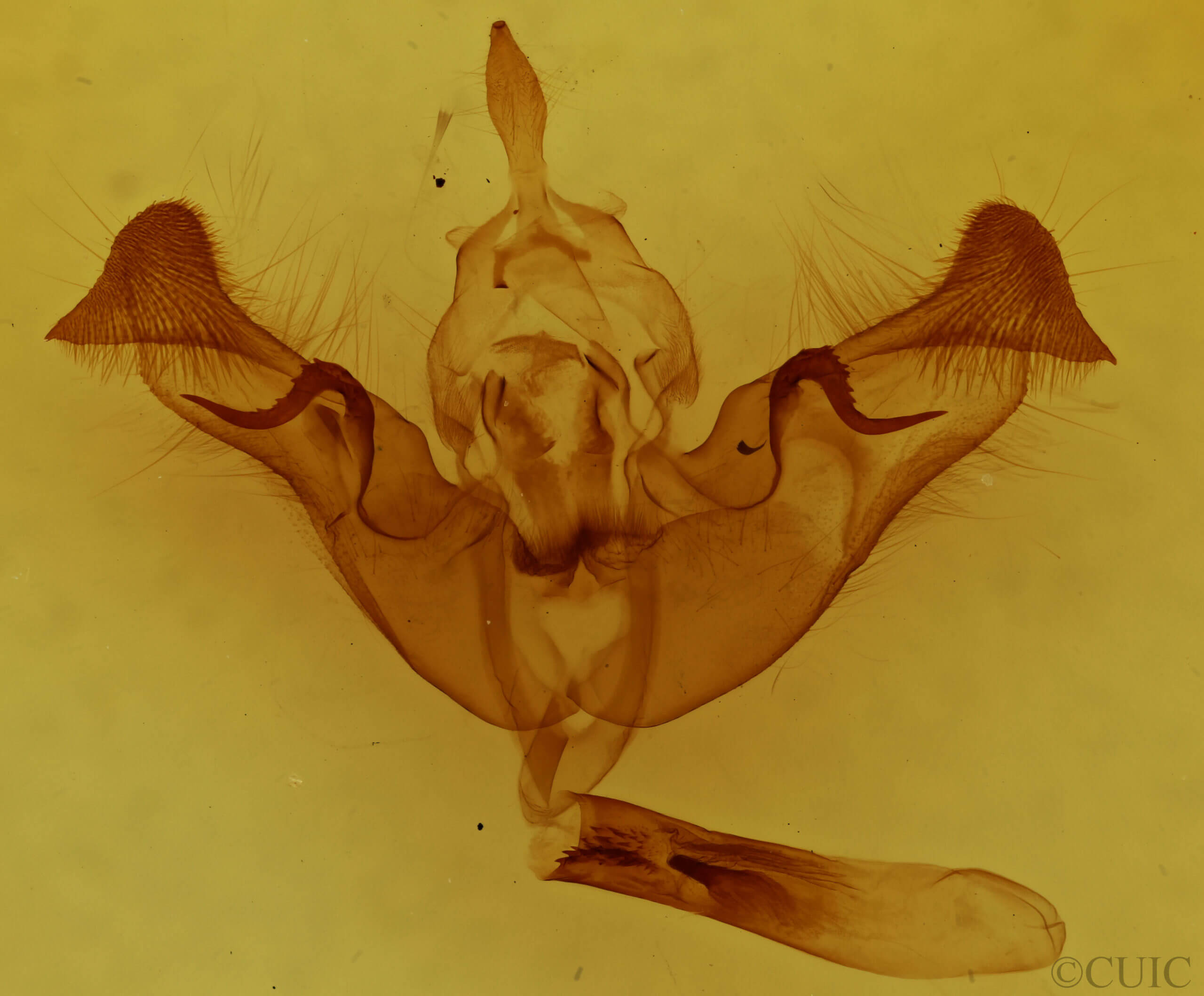 genitalia view of adult Papaipema eupatorii