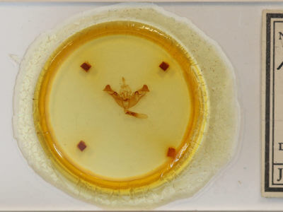 slide view of adult Papaipema eupatorii