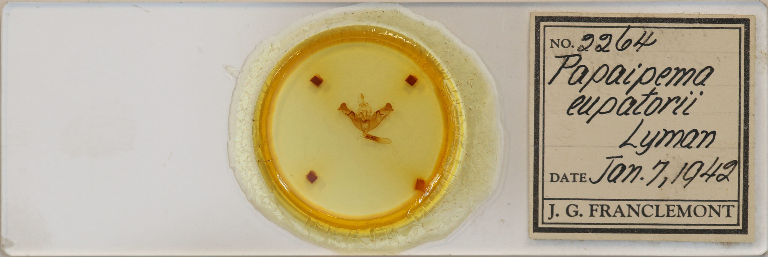 slide view of adult Papaipema eupatorii