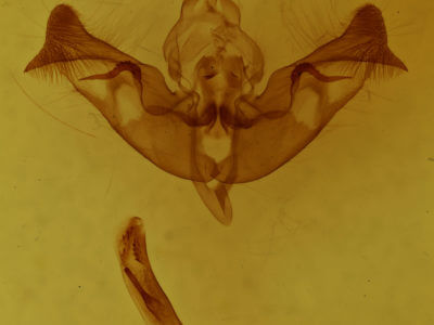 genitalia view of adult Papaipema impecuniosa