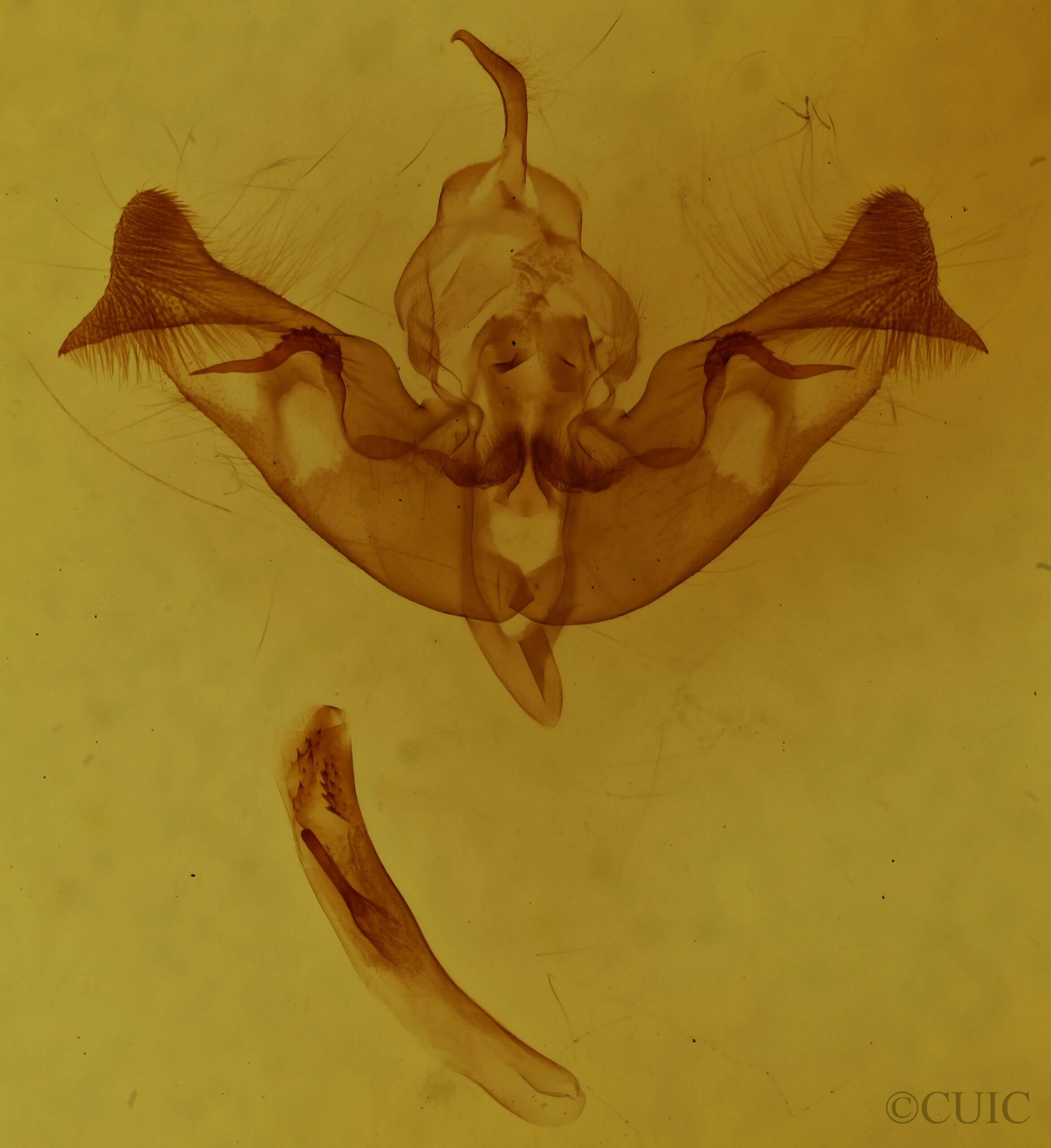 genitalia view of adult Papaipema impecuniosa