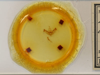 slide view of adult Papaipema impecuniosa