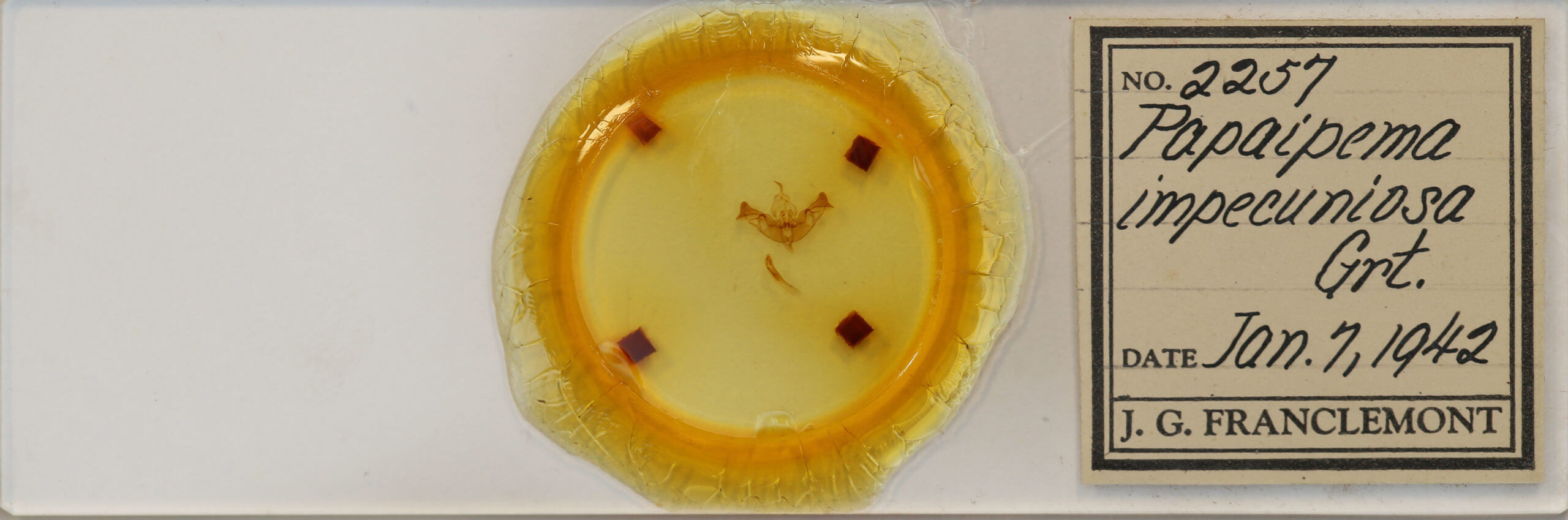 slide view of adult Papaipema impecuniosa