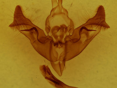 genitalia view of adult Papaipema impecuniosa