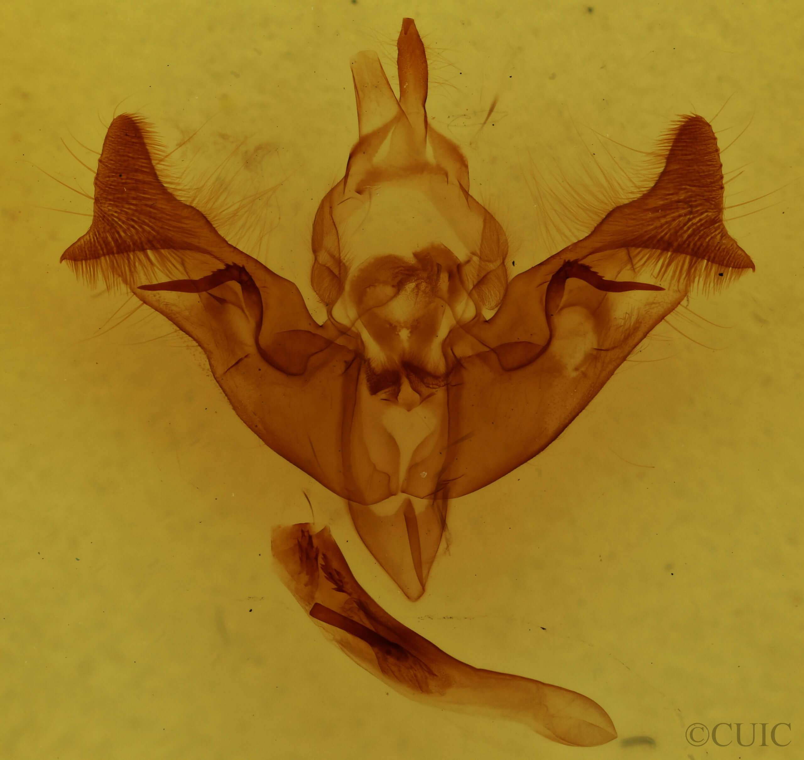 genitalia view of adult Papaipema impecuniosa