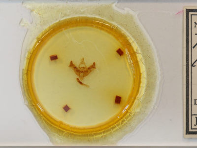 slide view of adult Papaipema impecuniosa