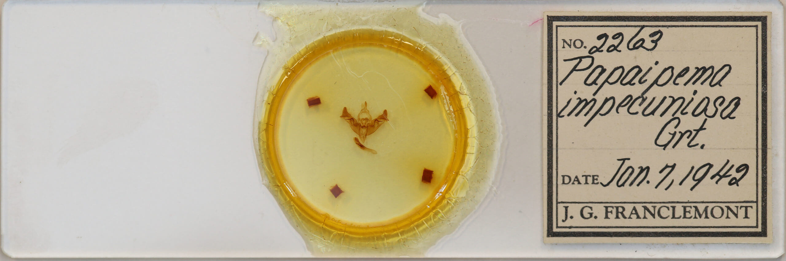 slide view of adult Papaipema impecuniosa