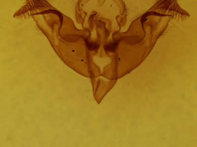 genitalia view of adult Papaipema inquaesita