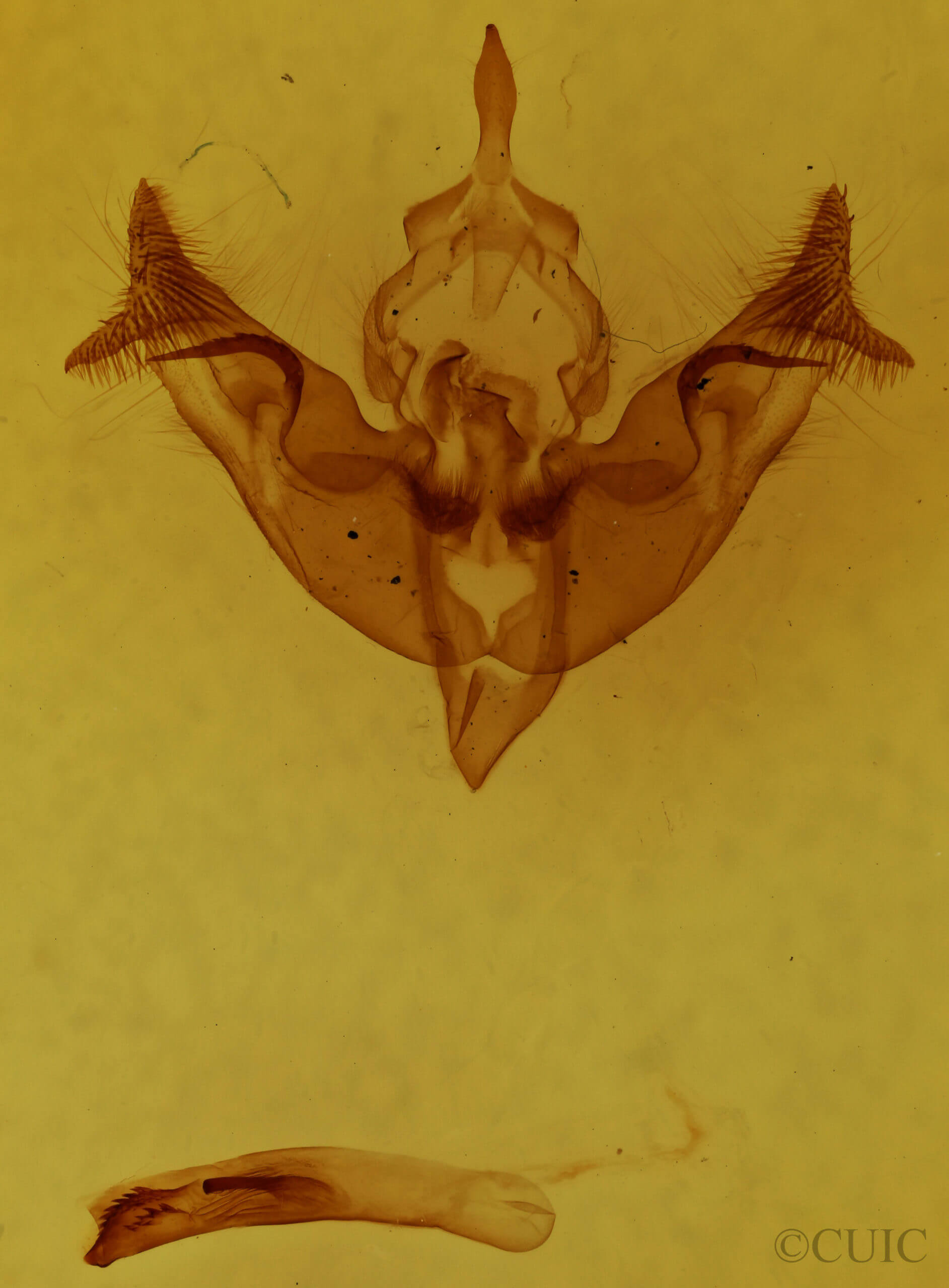 genitalia view of adult Papaipema inquaesita