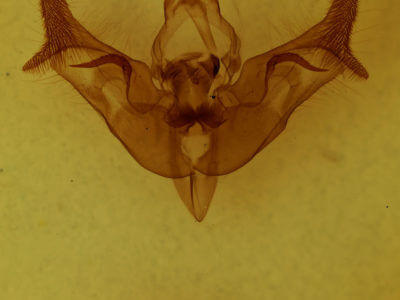 genitalia view of adult Papaipema necopina