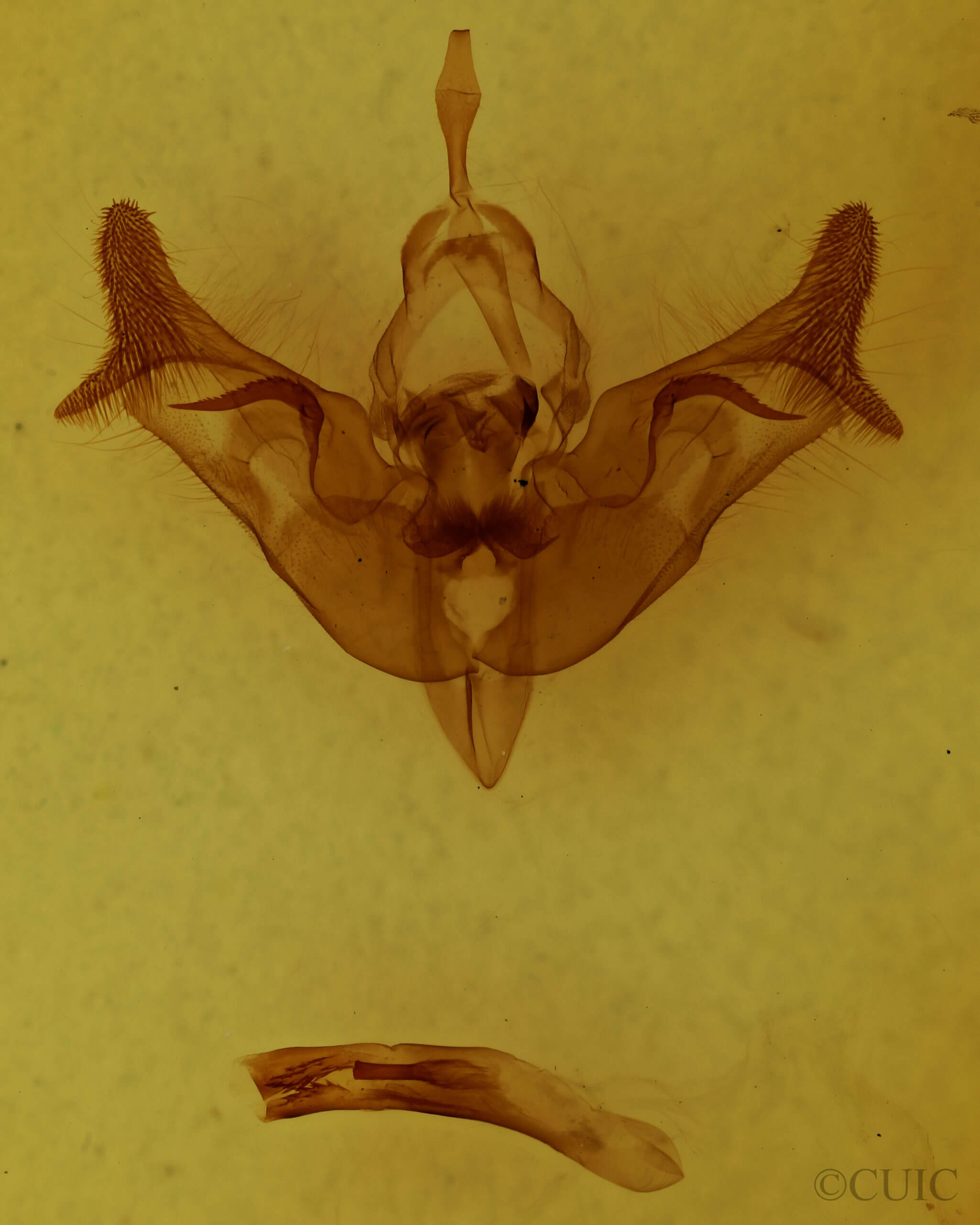 genitalia view of adult Papaipema necopina