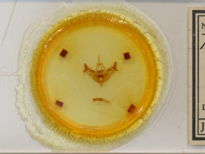 slide view of adult Papaipema necopina