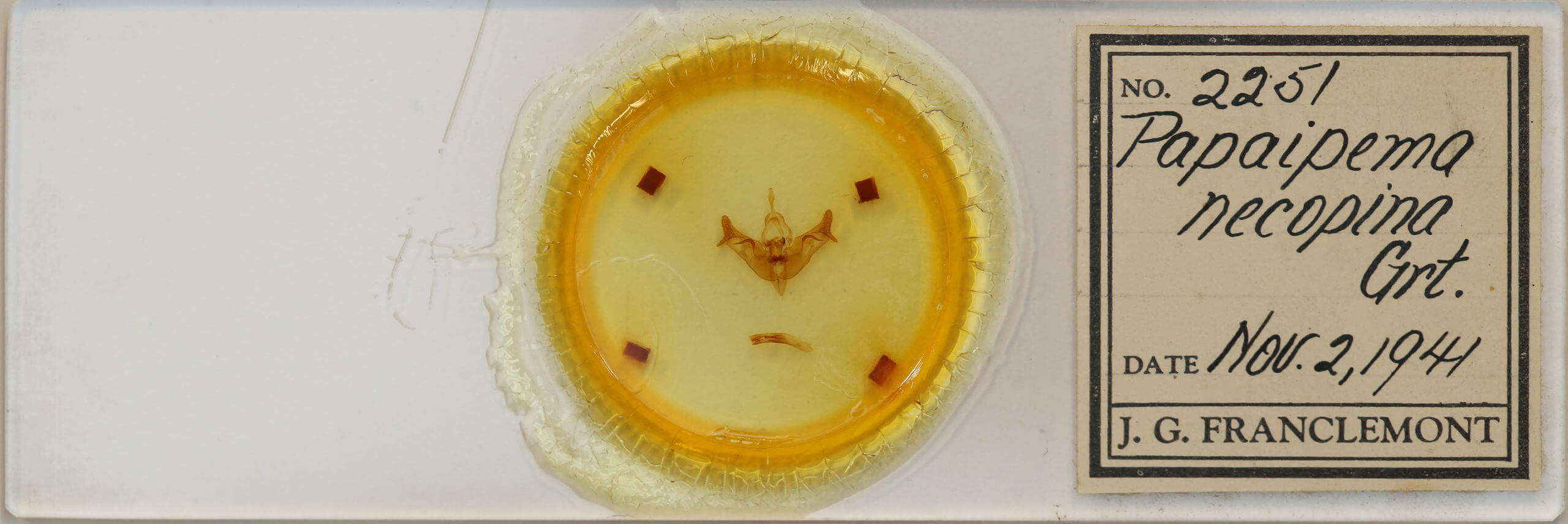 slide view of adult Papaipema necopina