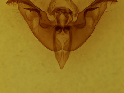 genitalia view of adult Papaipema nepheleptena